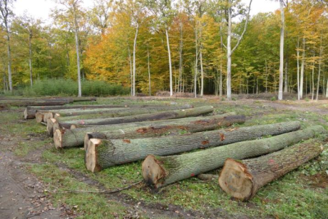 Ogłoszenie o organizowanej na terenie RDLP w Łodzi submisji drewna cennego